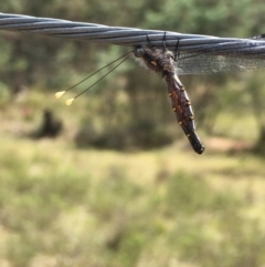 Suhpalacsa sp. (genus) (Owlfly) at Gang Gang at Yass River - 29 Nov 2023 by JonLewis