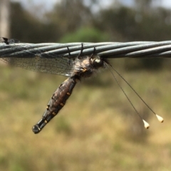 Suhpalacsa sp. (genus) at Gang Gang at Yass River - 30 Nov 2023 10:34 AM