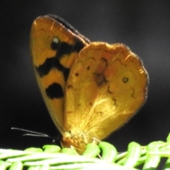 Heteronympha solandri (Solander's Brown) at Namadgi National Park - 8 Dec 2023 by JohnBundock