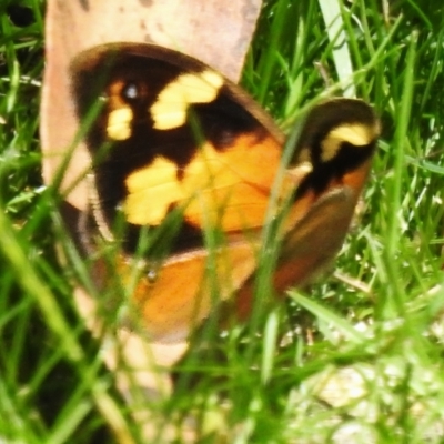 Heteronympha merope (Common Brown Butterfly) at Namadgi National Park - 8 Dec 2023 by JohnBundock