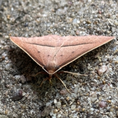 Epidesmia chilonaria at Russell, ACT - 8 Dec 2023