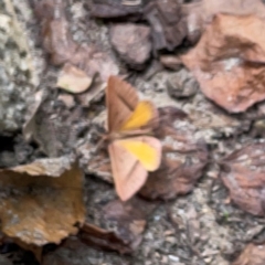 Epidesmia chilonaria at Russell, ACT - 8 Dec 2023