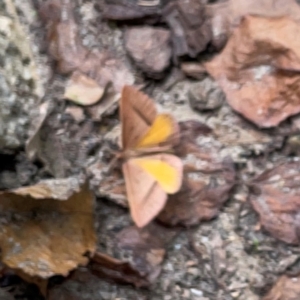 Epidesmia chilonaria at Russell, ACT - 8 Dec 2023