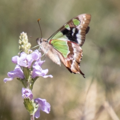 Graphium macleayanum (Macleay's Swallowtail) at Namadgi National Park - 14 Nov 2023 by SWishart