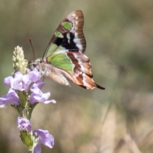 Graphium macleayanum at Namadgi National Park - 15 Nov 2023 10:32 AM