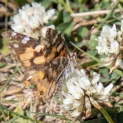 Vanessa kershawi (Australian Painted Lady) at Namadgi National Park - 14 Nov 2023 by SWishart