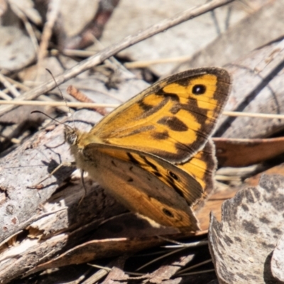 Heteronympha merope (Common Brown Butterfly) at Namadgi National Park - 15 Nov 2023 by SWishart
