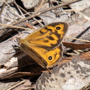 Heteronympha merope at Namadgi National Park - 15 Nov 2023