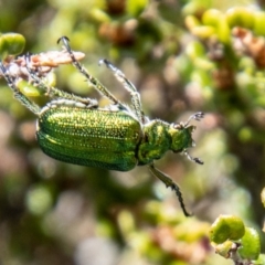 Diphucephala sp. (genus) (Green Scarab Beetle) at Namadgi National Park - 14 Nov 2023 by SWishart