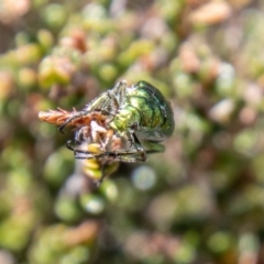 Diphucephala elegans at Namadgi National Park - 15 Nov 2023