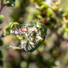 Diphucephala elegans at Namadgi National Park - 15 Nov 2023