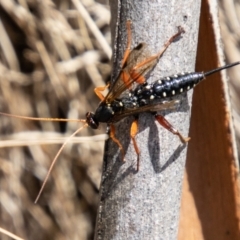 Echthromorpha intricatoria (Cream-spotted Ichneumon) at Namadgi National Park - 15 Nov 2023 by SWishart