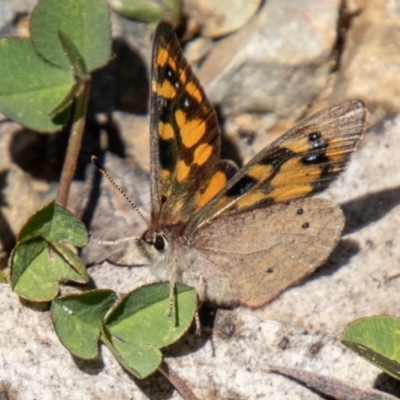 Argynnina cyrila (Forest Brown, Cyril's Brown) at Namadgi National Park - 15 Nov 2023 by SWishart