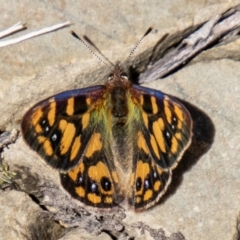 Argynnina cyrila at Namadgi National Park - 15 Nov 2023