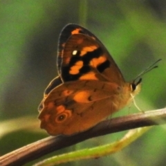 Heteronympha solandri (Solander's Brown) at Namadgi National Park - 8 Dec 2023 by JohnBundock