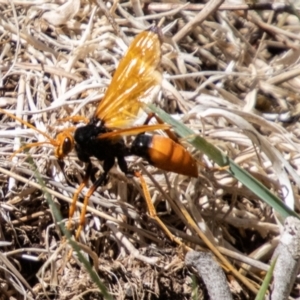 Cryptocheilus bicolor at Namadgi National Park - 15 Nov 2023