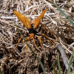 Cryptocheilus bicolor at Namadgi National Park - 15 Nov 2023