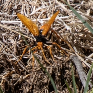 Cryptocheilus bicolor at Namadgi National Park - 15 Nov 2023