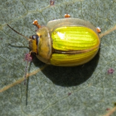 Paropsisterna hectica (A leaf beetle) at Namadgi National Park - 15 Nov 2023 by SWishart