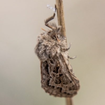 Oncopera alpina (Alpine Corbie) at Namadgi National Park - 15 Nov 2023 by SWishart