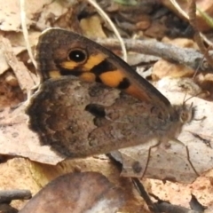 Geitoneura klugii (Marbled Xenica) at Namadgi National Park - 8 Dec 2023 by JohnBundock