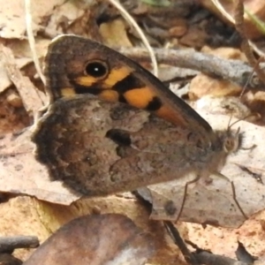 Geitoneura klugii at Namadgi National Park - 8 Dec 2023