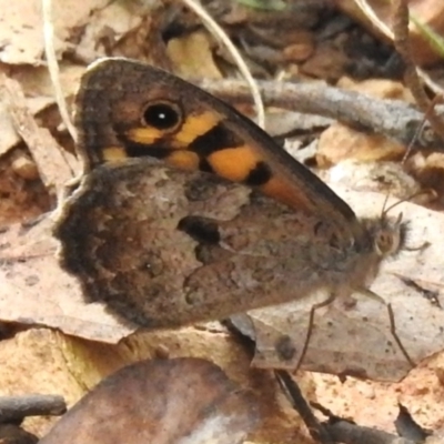 Geitoneura klugii (Marbled Xenica) at Namadgi National Park - 8 Dec 2023 by JohnBundock