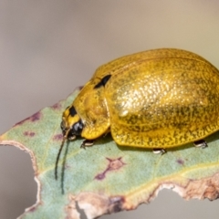 Paropsisterna cloelia (Eucalyptus variegated beetle) at Namadgi National Park - 15 Nov 2023 by SWishart