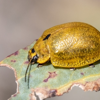 Paropsisterna cloelia (Eucalyptus variegated beetle) at Cotter River, ACT - 15 Nov 2023 by SWishart