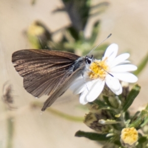 Candalides heathi at Namadgi National Park - 15 Nov 2023