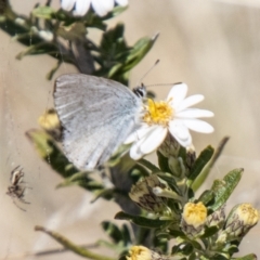 Candalides heathi at Namadgi National Park - 15 Nov 2023 12:41 PM