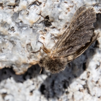 Oncopera alpina (Alpine Corbie) at Namadgi National Park - 15 Nov 2023 by SWishart