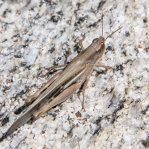 Schizobothrus flavovittatus at Namadgi National Park - 15 Nov 2023