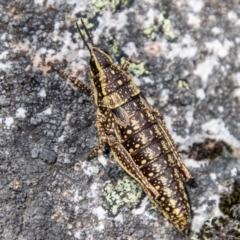 Monistria concinna (Southern Pyrgomorph) at Namadgi National Park - 15 Nov 2023 by SWishart