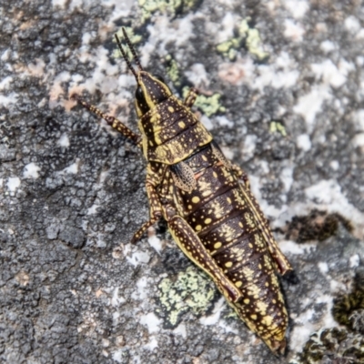 Monistria concinna (Southern Pyrgomorph) at Cotter River, ACT - 15 Nov 2023 by SWishart