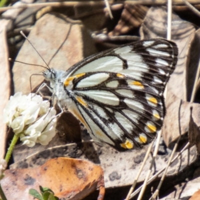 Belenois java (Caper White) at Namadgi National Park - 15 Nov 2023 by SWishart