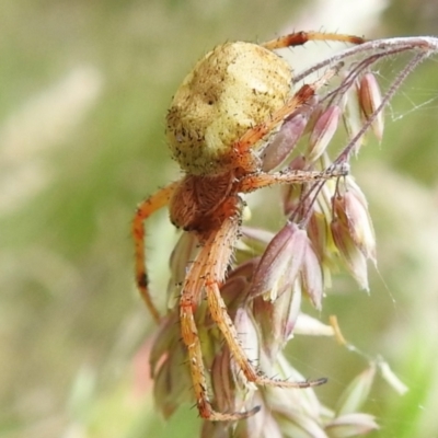 Unidentified Spider (Araneae) at Uriarra, NSW - 8 Dec 2023 by JohnBundock