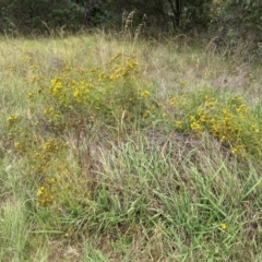 Hypericum perforatum (St John's Wort) at Aranda, ACT - 7 Dec 2023 by JohnGiacon