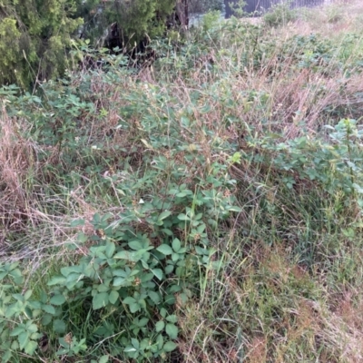 Rubus anglocandicans (Blackberry) at Flea Bog Flat to Emu Creek Corridor - 6 Dec 2023 by JohnGiacon