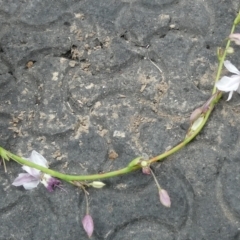 Arthropodium milleflorum at Emu Creek - 8 Dec 2023