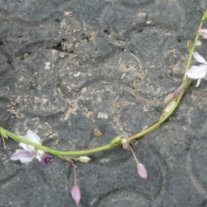 Arthropodium milleflorum at Emu Creek - 8 Dec 2023 12:01 PM