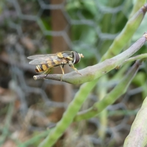 Simosyrphus grandicornis at Flea Bog Flat to Emu Creek Corridor - 8 Dec 2023 08:31 AM