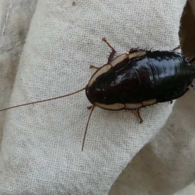 Drymaplaneta communis (Eastern Wood Runner, Common Shining Cockroach) at Emu Creek - 7 Dec 2023 by JohnGiacon