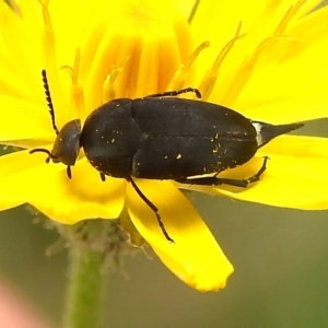 Mordella sp. (genus) at Brindabella National Park - 8 Dec 2023 10:49 AM