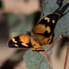 Heteronympha merope (Common Brown Butterfly) at The Pinnacle - 13 Nov 2023 by AlisonMilton