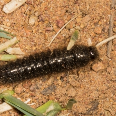 Ecnolagria sp. (genus) (A brown darkling beetle) at The Pinnacle - 13 Nov 2023 by AlisonMilton
