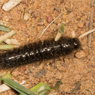 Ecnolagria sp. (genus) (A brown darkling beetle) at The Pinnacle - 14 Nov 2023 by AlisonMilton