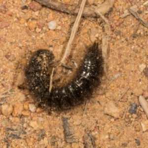 Ecnolagria sp. (genus) at The Pinnacle - 14 Nov 2023