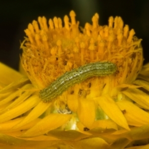 Lepidoptera unclassified IMMATURE moth at The Pinnacle - 14 Nov 2023