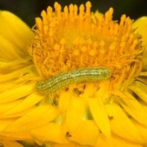 Lepidoptera unclassified IMMATURE at The Pinnacle - 14 Nov 2023